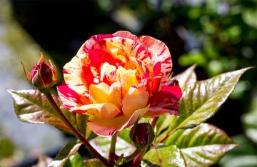 larcaverde-rose-inglesi-cat