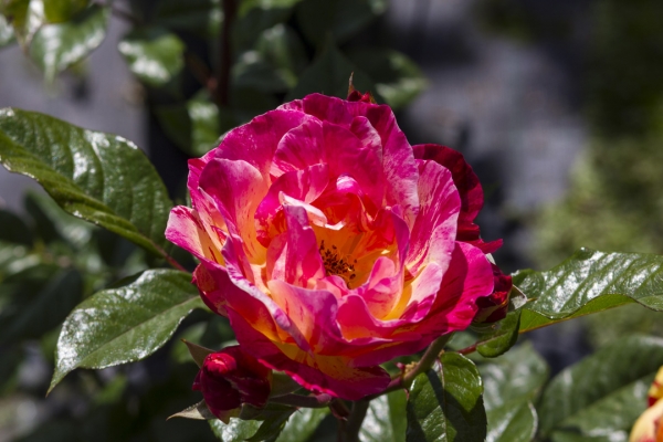 Nostalgic Roses 3