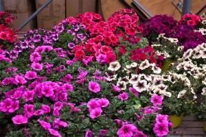 Azaleas